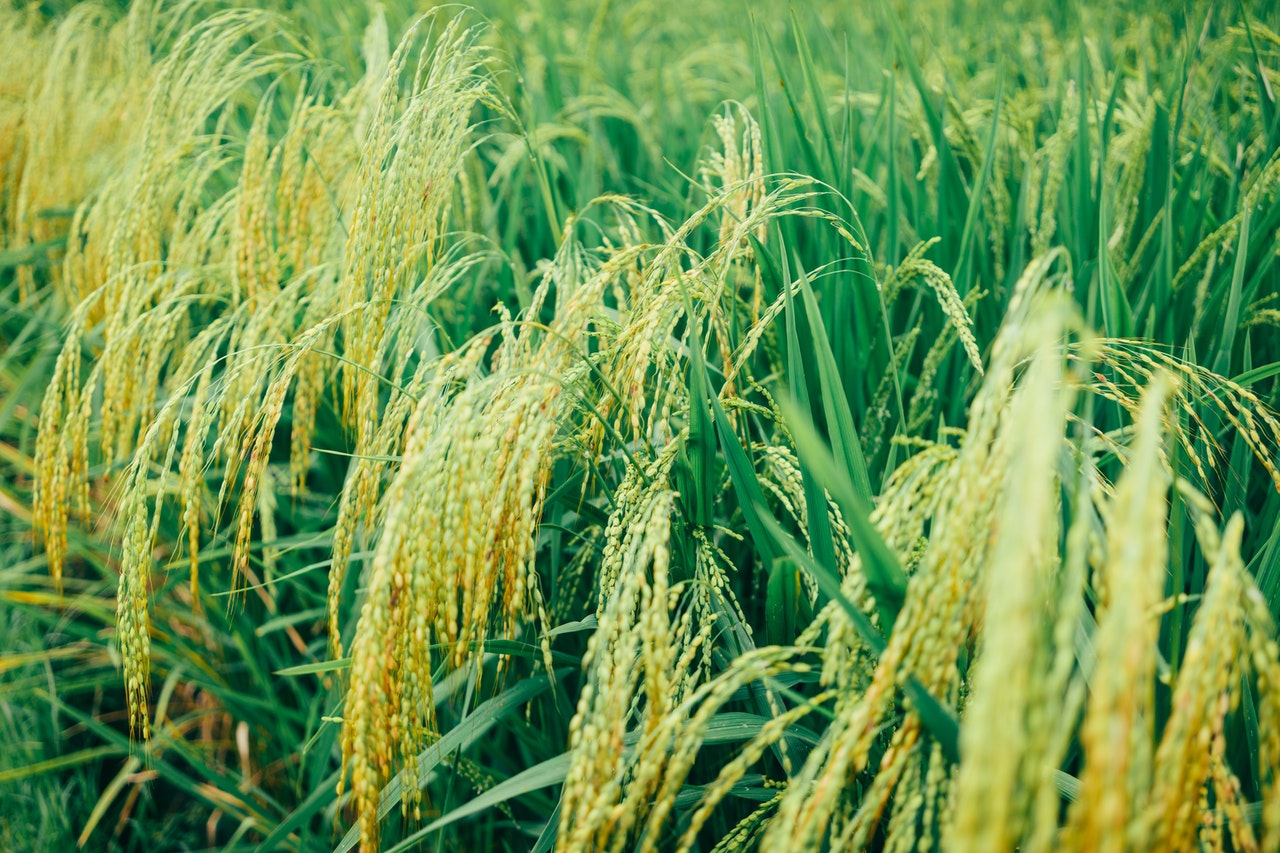 119亩有机水稻种植基地